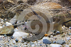 Underwater photography of freshwater fish Stone moroko, Pseudorasbora parva in the beautiful clean pound. Underwater shot with