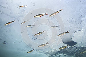 Underwater photography of the freshwater fish under the ice