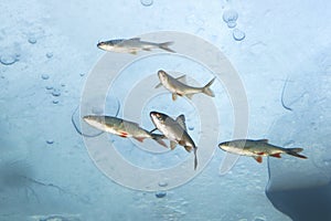 Underwater photography of the freshwater fish under the ice