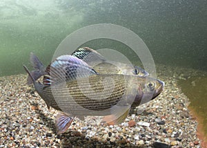 Underwater photography Grayling Thymallus thymallus