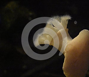 Underwater photography of a pretty sea anemone photo