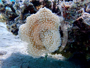 Underwater photography of Sarcophyton soft coral (Alcyoniidae sp.)