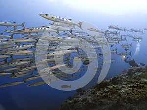 School of Giant Barracuda Fish and Scuba Diver Blue Sea Background at Sipadan Island