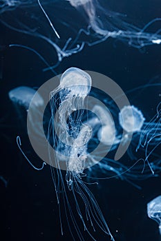 underwater photos of atlantic sea nettle jellyfish chrysaora quinquecirrha