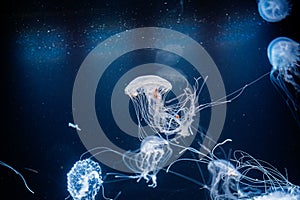 underwater photos of atlantic sea nettle jellyfish chrysaora quinquecirrha