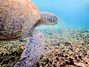 Underwater photos of Green Sea Turtle