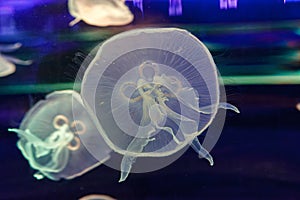 underwater photos of jellyfish aurelia aurita