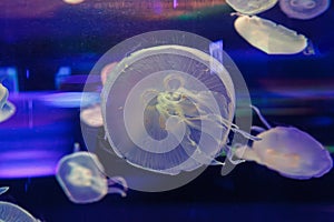 underwater photos of jellyfish aurelia aurita