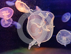 underwater photos of jellyfish aurelia aurita
