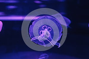 underwater photos of jellyfish aurelia aurita