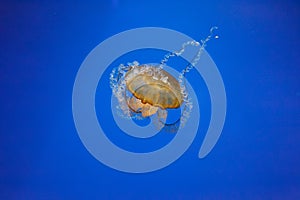 underwater photos of jellyfish chrysaora fuscescens jellyfish pacific sea nettle