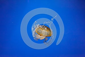 underwater photos of jellyfish chrysaora fuscescens jellyfish pacific sea nettle