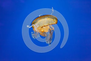 underwater photos of jellyfish chrysaora fuscescens jellyfish pacific sea nettle photo