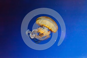 underwater photos of jellyfish chrysaora fuscescens jellyfish pacific sea nettle photo