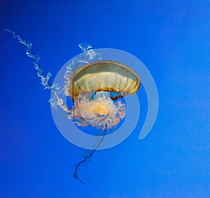 underwater photos of jellyfish chrysaora fuscescens jellyfish pacific sea nettle photo