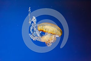 underwater photos of jellyfish chrysaora fuscescens jellyfish pacific sea nettle photo