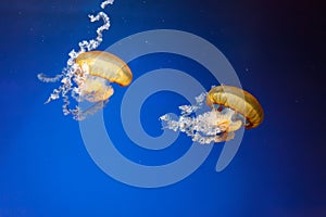 underwater photos of jellyfish chrysaora fuscescens jellyfish pacific sea nettle photo