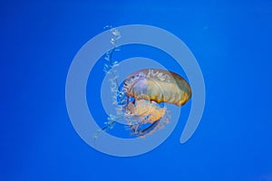 underwater photos of jellyfish chrysaora fuscescens jellyfish pacific sea nettle photo