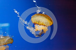 underwater photos of jellyfish chrysaora fuscescens jellyfish pacific sea nettle photo