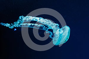 underwater photos of jellyfish chrysaora plocamia south america sea nettle