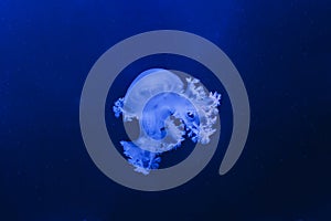 underwater photos of jellyfish marble jellyfish lychnorhiza lucerna