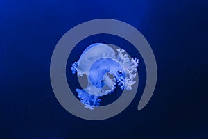 underwater photos of jellyfish marble jellyfish lychnorhiza lucerna photo