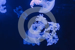 underwater photos of jellyfish marble jellyfish lychnorhiza lucerna photo