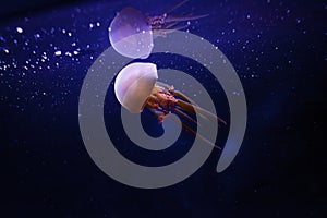 underwater photos of jellyfish Rhopilema esculentum, Flame jellyfish