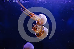 underwater photos of jellyfish Rhopilema esculentum, Flame jellyfish