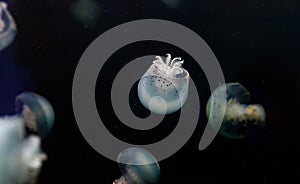 underwater photos of jellyfish Stomolophus meleagris, Cannonball jellyfish