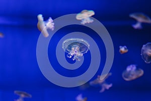 underwater photos of Mediterranean jellyfish, Cotylorhiza tuberculata