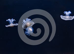 underwater photos of mediterranean jellyfish Cotylorhiza tuberculata