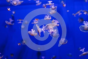 underwater photos of Mediterranean jellyfish, Cotylorhiza tuberculata