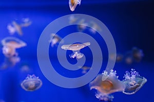 underwater photos of Mediterranean jellyfish, Cotylorhiza tuberculata