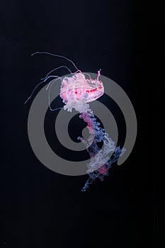 underwater photos of purple striped jelly chrysaora colorata