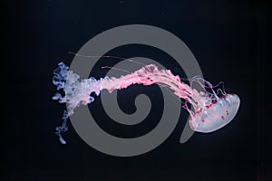 underwater photos of purple striped jelly chrysaora colorata