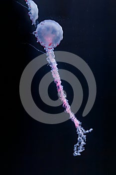 underwater photos of purple striped jelly chrysaora colorata photo