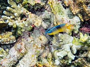 Underwater photos of small sea fish