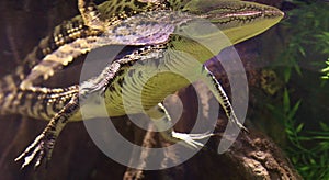 Underwater Picture - Alligator Floating & Reflection