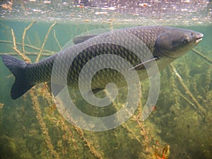 Underwater picture of Grass carp Ctenopharyngodon idella photo