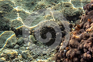 Underwater plants and algae growing on rocks near sea surface - snorkelling at Limni, Greece