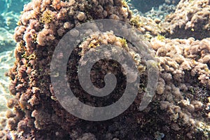 Underwater plants and algae growing on rocks near sea surface - snorkelling at Limni, Greece