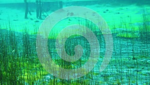 Underwater plants growing in the blue clear lake