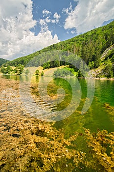 Underwater plants in Palcmanska Masa water dam in Slovak Paradise national park