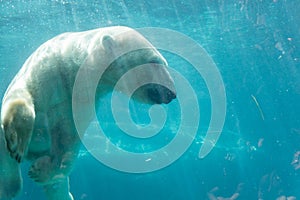 Underwater Polar Bear