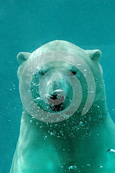 Underwater polar bear