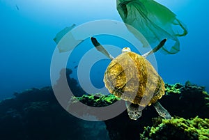 Underwater pollution. Underwater turtle floating among plastic bags.