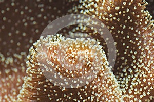 Underwater Polyp