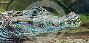 Underwater Portrait view of a Spectacled Caiman