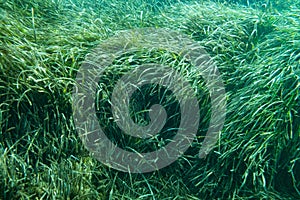 Underwater Posidonia Oceanica seagrass seen in the mediterranean sea with clear blue water. Meadows of this algae are important photo